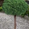 Valley Cushion Mugo Pine Single Trunk Topiary Tree - 2 Gallon Pot -Plant Shop pinus mugo valley cushion mugo pine single trunk topiary tree 5