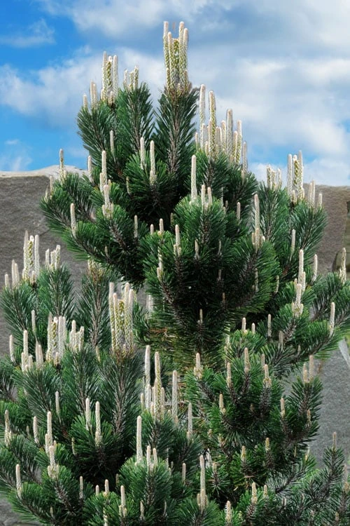 Kotobuki Japanese Black Pine (Pinus Thunbergii) - 1 Gallon Pot 7 Kotobuki Japanese Black Pine (Pinus Thunbergii) - 1 Gallon Pot - Image 5