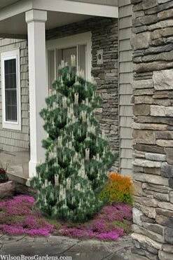 Kotobuki Japanese Black Pine (Pinus Thunbergii) - 1 Gallon Pot