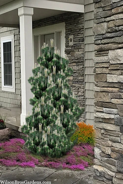 Kotobuki Japanese Black Pine (Pinus Thunbergii) - 1 Gallon Pot 3 Kotobuki Japanese Black Pine (Pinus Thunbergii) - 1 Gallon Pot