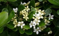 Green Pittosporum (Japanese Mock Orange) - 3 Gallon Pot -Plant Shop pittosporum20green203