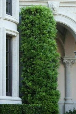 Podocarpus Macrophyllus Upright Yew - 7 Gallon Pot (3-4') -Plant Shop podocarpus macrophyllus upright yew 104