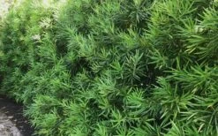 Podocarpus Macrophyllus Upright Yew - 7 Gallon Pot (3-4') -Plant Shop podocarpus macrophyllus upright yew 105