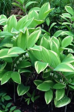 Variegated Solomons Seal (Polygonatum Falcatum 'Variegatum') - 1 Gallon Pot 17 Variegated Solomons Seal (Polygonatum Falcatum 'Variegatum') - 1 Gallon Pot -Plant Shop polygonatum falcatum variegatum solomons seal 11