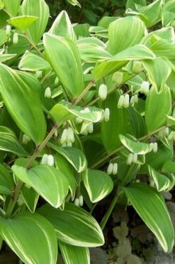 Variegated Solomons Seal (Polygonatum Falcatum 'Variegatum') - 1 Gallon Pot 16 Variegated Solomons Seal (Polygonatum Falcatum 'Variegatum') - 1 Gallon Pot -Plant Shop polygonatum falcatum variegatum solomons seal 12