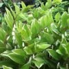 Variegated Solomons Seal (Polygonatum Falcatum 'Variegatum') - 1 Gallon Pot 1 Variegated Solomons Seal (Polygonatum Falcatum 'Variegatum') - 1 Gallon Pot -Plant Shop polygonatum falcatum variegatum solomons seal 13