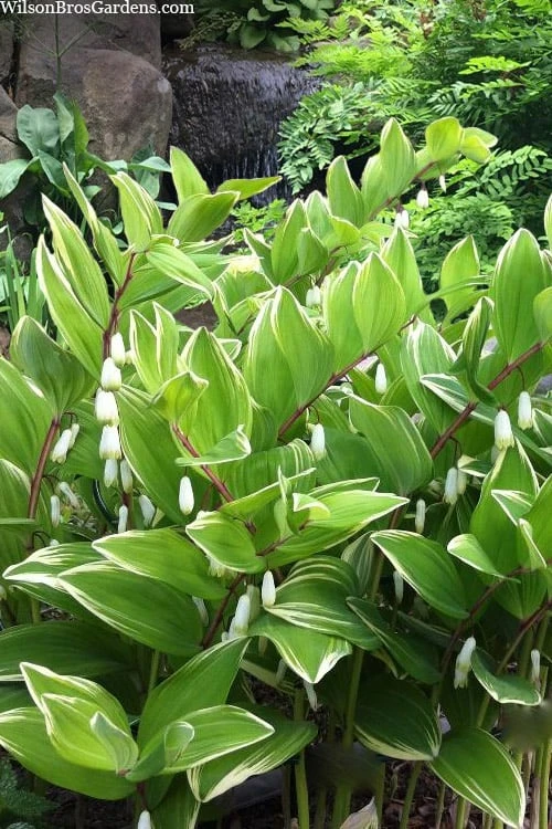 Variegated Solomons Seal (Polygonatum Falcatum 'Variegatum') - 1 Gallon Pot 3 Variegated Solomons Seal (Polygonatum Falcatum 'Variegatum') - 1 Gallon Pot