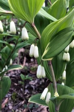 Variegated Solomons Seal (Polygonatum Falcatum 'Variegatum') - 1 Gallon Pot 13 Variegated Solomons Seal (Polygonatum Falcatum 'Variegatum') - 1 Gallon Pot -Plant Shop polygonatum falcatum variegatum solomons seal 4