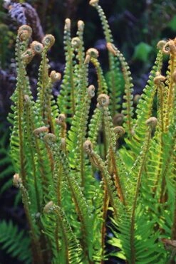 Western Sword Fern (Polystichum Munitum) - 1 Gallon Pot -Plant Shop polystichum munitum western sword fern 10