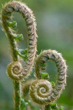 Western Sword Fern (Polystichum Munitum) - 1 Gallon Pot -Plant Shop polystichum munitum western sword fern 2