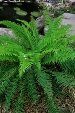 Western Sword Fern (Polystichum Munitum) - 1 Gallon Pot -Plant Shop polystichum munitum western sword fern 4