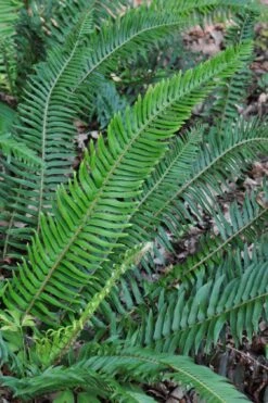 Western Sword Fern (Polystichum Munitum) - 1 Gallon Pot -Plant Shop polystichum munitum western sword fern 5
