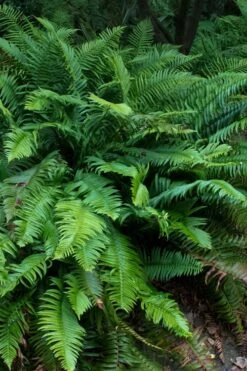 Western Sword Fern (Polystichum Munitum) - 1 Gallon Pot -Plant Shop polystichum munitum western sword fern 8