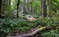 Western Sword Fern (Polystichum Munitum) - 1 Gallon Pot -Plant Shop polystichum munitum western sword fern 9