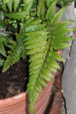 Korean Rock Fern - 1 Gallon Pot -Plant Shop polystichum tsus simense korean rock fern 1 1