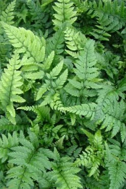 Korean Rock Fern - 1 Gallon Pot -Plant Shop polystichum tsus simense korean rock fern 5 1