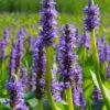 Heartleaf Purple Pickerel Weed (Pontaderia Cordata) - 6 Pack Of 1 Gallon Pot