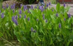 Heartleaf Purple Pickerel Weed (Pontaderia Cordata) - 6 Pack Of 1 Gallon Pot 11 Heartleaf Purple Pickerel Weed (Pontaderia Cordata) - 6 Pack Of 1 Gallon Pot -Plant Shop pontederia cordata pickerel weed 4 2