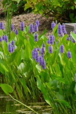 Heartleaf Purple Pickerel Weed (Pontaderia Cordata) - 6 Pack Of 1 Gallon Pot 12 Heartleaf Purple Pickerel Weed (Pontaderia Cordata) - 6 Pack Of 1 Gallon Pot -Plant Shop pontederia cordata pickerel weed 5 2