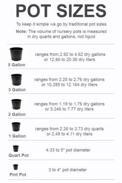 Winter's Cupid Camellia - 1 Gallon Pot -Plant Shop pot size chart 2022 324