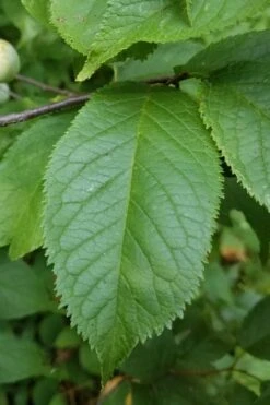 American Wild Plum Tree (Prunus Americana) - 3 Gallon Pot 16 American Wild Plum Tree (Prunus Americana) - 3 Gallon Pot -Plant Shop prunus americana american wild plum tree 10