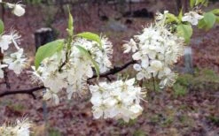 American Wild Plum Tree (Prunus Americana) - 3 Gallon Pot 17 American Wild Plum Tree (Prunus Americana) - 3 Gallon Pot -Plant Shop prunus americana american wild plum tree 11