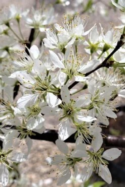 American Wild Plum Tree (Prunus Americana) - 3 Gallon Pot 13 American Wild Plum Tree (Prunus Americana) - 3 Gallon Pot -Plant Shop prunus americana american wild plum tree 5