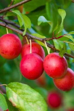 American Wild Plum Tree (Prunus Americana) - 3 Gallon Pot 14 American Wild Plum Tree (Prunus Americana) - 3 Gallon Pot -Plant Shop prunus americana american wild plum tree 6