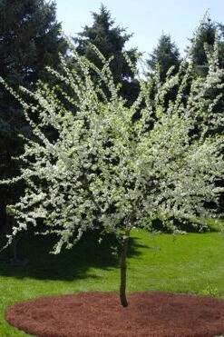 American Wild Plum Tree (Prunus Americana) - 3 Gallon Pot 15 American Wild Plum Tree (Prunus Americana) - 3 Gallon Pot -Plant Shop prunus americana american wild plum tree 9