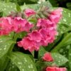 Shrimps On The Barbie Pulmonaria (Bethlehem Sage) - 6 Pack Of 1 Gallon Pots -Plant Shop pulmonaria shrimps on the barbie lungwort 3