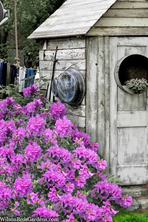 Abbey's Re-View Evergreen Native Azalea - 3 Gallon Pot 3 Abbey's Re-View Evergreen Native Azalea - 3 Gallon Pot