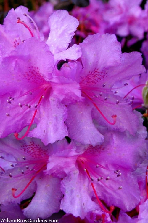 Abbey's Re-View Evergreen Native Azalea - 3 Gallon Pot 8 Abbey's Re-View Evergreen Native Azalea - 3 Gallon Pot - Image 6