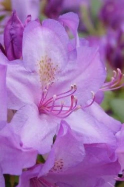 Boursault Catawba Rhododendron - 1 Gallon Pot 12 Boursault Catawba Rhododendron - 1 Gallon Pot -Plant Shop rhododendron boursault 3