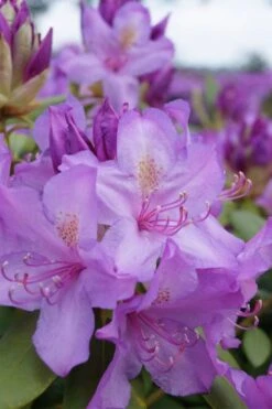 Boursault Catawba Rhododendron - 1 Gallon Pot 13 Boursault Catawba Rhododendron - 1 Gallon Pot -Plant Shop rhododendron boursault 4