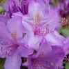 Boursault Catawba Rhododendron - 1 Gallon Pot -Plant Shop rhododendron boursault 5