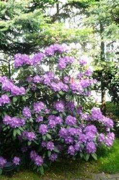 Boursault Catawba Rhododendron - 1 Gallon Pot 11 Boursault Catawba Rhododendron - 1 Gallon Pot -Plant Shop rhododendron boursault 6