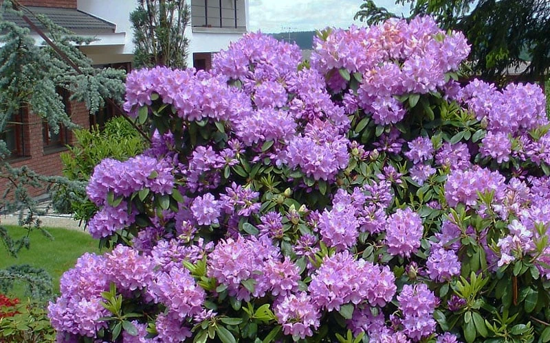 Grandiflorum Catawba Rhododendron - 3 Gallon Pot 7 Grandiflorum Catawba Rhododendron - 3 Gallon Pot - Image 5