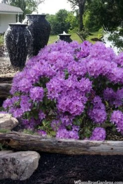 Grandiflorum Catawba Rhododendron - 3 Gallon Pot 13 Grandiflorum Catawba Rhododendron - 3 Gallon Pot -Plant Shop rhododendron catawbiense grandiflorum 100