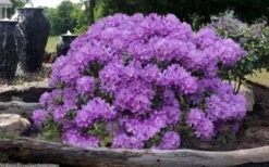 Grandiflorum Catawba Rhododendron - 3 Gallon Pot 15 Grandiflorum Catawba Rhododendron - 3 Gallon Pot -Plant Shop rhododendron catawbiense grandiflorum 101