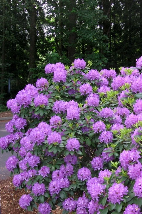 Grandiflorum Catawba Rhododendron - 3 Gallon Pot 9 Grandiflorum Catawba Rhododendron - 3 Gallon Pot - Image 7
