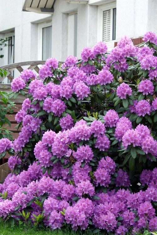 Grandiflorum Catawba Rhododendron - 3 Gallon Pot 10 Grandiflorum Catawba Rhododendron - 3 Gallon Pot - Image 8