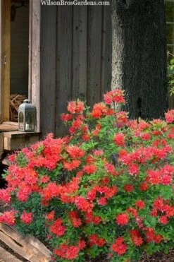 Jake's Red Oconee Native Azalea (Rhododendron Flammeum) - 3 Gallon Pot -Plant Shop rhododendron flammeum jakes red 4