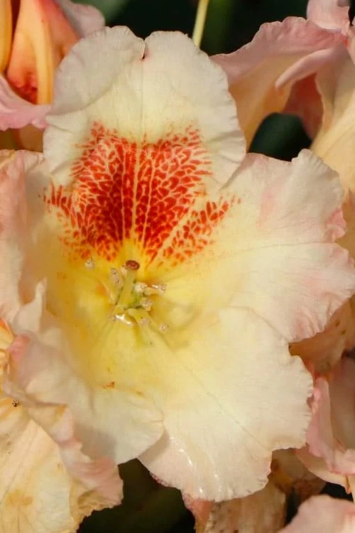 Marylou Rhododendron - 5 Gallon Pot 10 Marylou Rhododendron - 5 Gallon Pot - Image 8