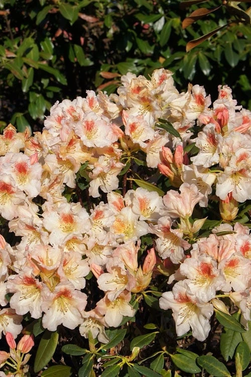 Marylou Rhododendron - 5 Gallon Pot 7 Marylou Rhododendron - 5 Gallon Pot - Image 5
