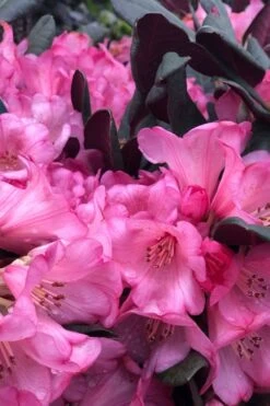 Wine And Roses Rhododendron - 5 Gallon Pot -Plant Shop rhododendron wine and roses 11