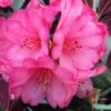 Wine And Roses Rhododendron - 5 Gallon Pot -Plant Shop rhododendron wine and roses 12