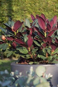 Wine And Roses Rhododendron - 5 Gallon Pot -Plant Shop rhododendron wine and roses 15