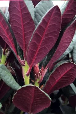 Wine And Roses Rhododendron - 5 Gallon Pot -Plant Shop rhododendron wine and roses 2