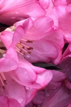 Wine And Roses Rhododendron - 5 Gallon Pot -Plant Shop rhododendron wine and roses 9