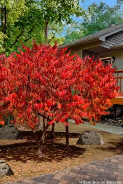 Staghorn Sumac (Rhus Typhina) - 1 Gallon Pot 14 Staghorn Sumac (Rhus Typhina) - 1 Gallon Pot -Plant Shop rhus typhina staghorn sumac 10